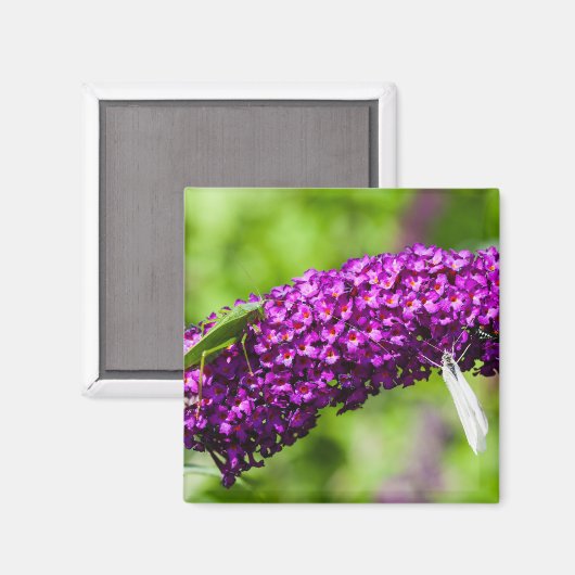 katydid energy magneet (Voorkant / Achterkant)