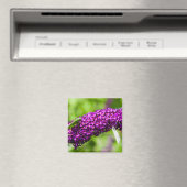 katydid energy magneet (Insitu (Vaatwasser))