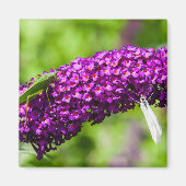 katydid energy magneet (Voorkant)