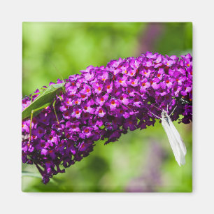 katydid energy magneet