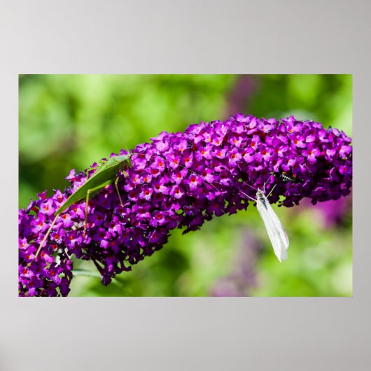 katydid energy poster (Voorkant)