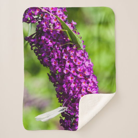 katydid energy sherpa deken (Voorkant)