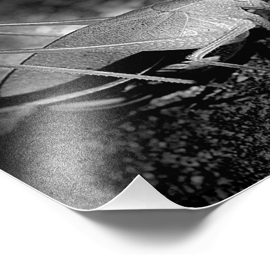 Katydid Grasshopper in zwart-wit insect 8x10 Foto Afdruk (Hoek)