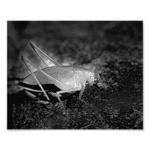 Katydid Grasshopper in zwart-wit insect 8x10 Foto Afdruk