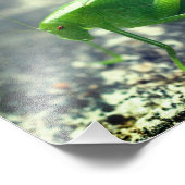 Katydid Grasshopper Insect Close Up 8x10 Foto Afdruk (Hoek)