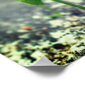 Katydid Grasshopper Insect Close Up Poster (Hoek)