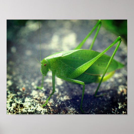 Katydid Grasshopper Insect Close Up Poster (Voorkant)