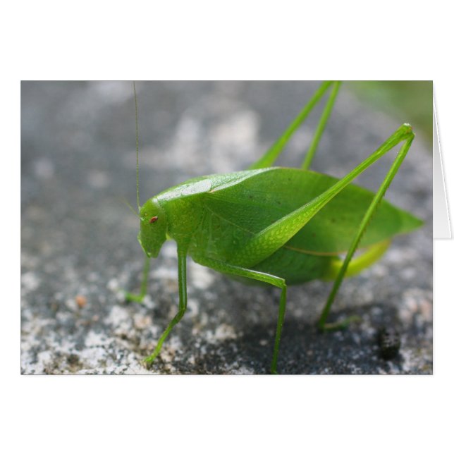 Katydid Grasshopper Natuur (Voorkant Horizontaal)