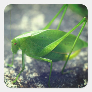 Katydid Grasshopper Natuur Vierkante Sticker