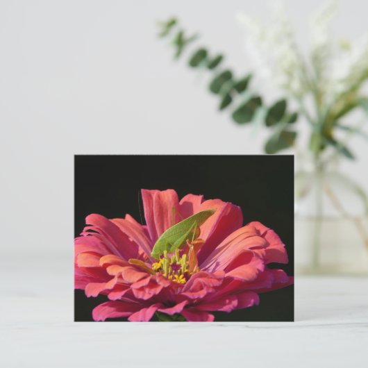 Katydid op Zinnia Briefkaart (Staand voorkant)