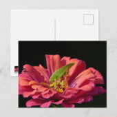Katydid op Zinnia Briefkaart (Voorkant / Achterkant)