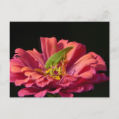 Katydid op Zinnia Briefkaart (Voorkant)