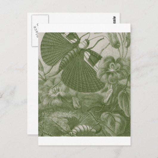 Katydids Briefkaart (Voorkant / Achterkant)