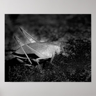 Katydone in Black and White Insect Poster