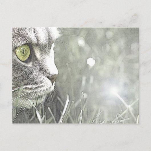 Katz Briefkaart (Voorkant)