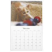 KÄTZCHEN KATZEN WELPEN - Kalender (Mar 2026)