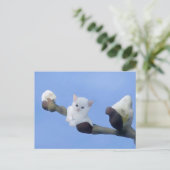 Kätzchenfrühling Briefkaart (Staand voorkant)