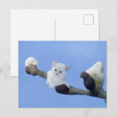 Kätzchenfrühling Briefkaart (Voorkant / Achterkant)