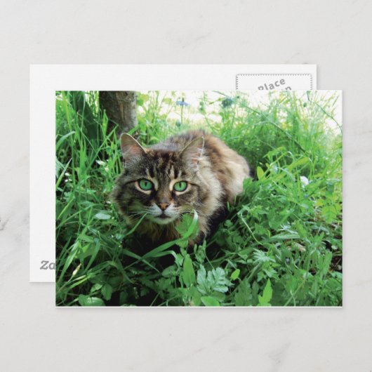 Katze Briefkaart (Voorkant / Achterkant)