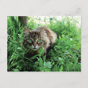 Katze Briefkaart