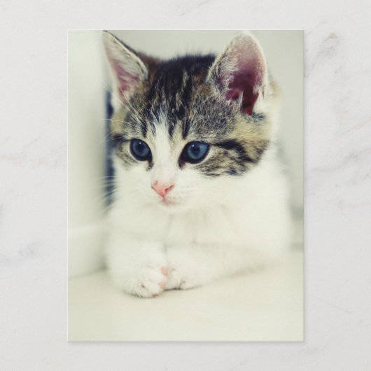 katze briefkaart (Voorkant)
