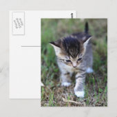 Katze Briefkaart (Voorkant / Achterkant)