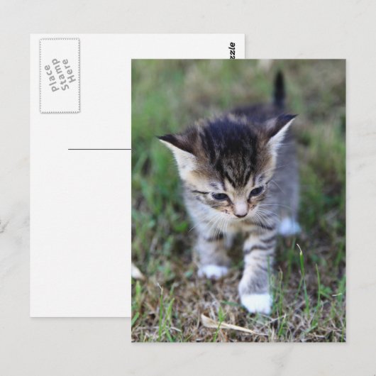 Katze Briefkaart (Voorkant / Achterkant)