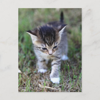Katze Briefkaart