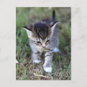 Katze Briefkaart (Voorkant)