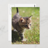 Katze Briefkaart (Voorkant / Achterkant)