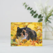 Katze Glückskatze tricolor schildpatt im Herbst Briefkaart (Staand voorkant)