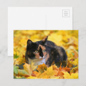 Katze Glückskatze tricolor schildpatt im Herbst Briefkaart (Voorkant / Achterkant)