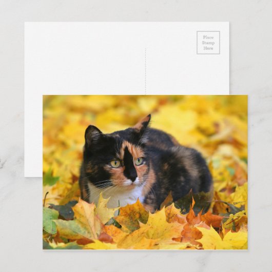 Katze Glückskatze tricolor schildpatt im Herbst Briefkaart (Voorkant / Achterkant)
