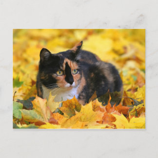 Katze Glückskatze tricolor schildpatt im Herbst Briefkaart