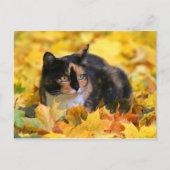 Katze Glückskatze tricolor schildpatt im Herbst Briefkaart (Voorkant)