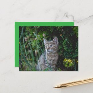 Katze - Haustiere Karte Briefkaart