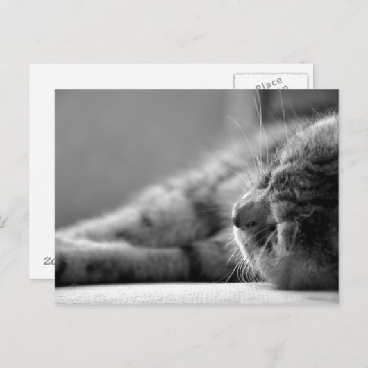 Katze SW Briefkaart (Voorkant / Achterkant)