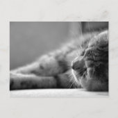 Katze SW Briefkaart (Voorkant)
