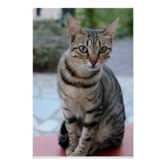 Katze, Tigerkatze, Kätzchen  Perfect Poster