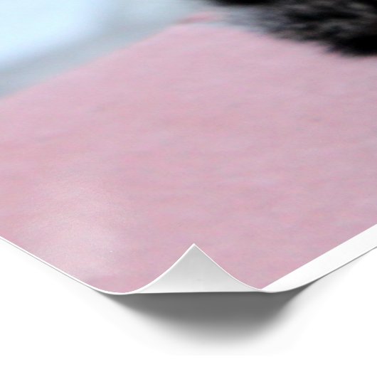 Katze, Tigerkatze, Kätzchen  Perfect Poster (Hoek)