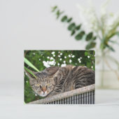 Katze wird böse briefkaart (Staand voorkant)
