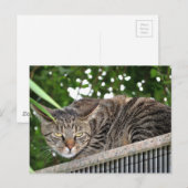 Katze wird böse briefkaart (Voorkant / Achterkant)