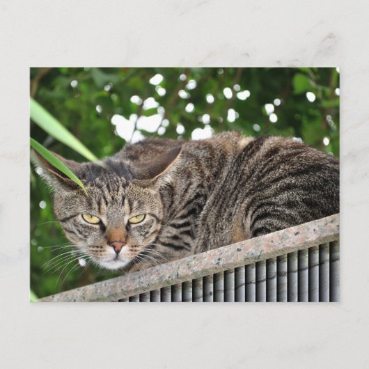 Katze wird böse briefkaart (Voorkant)