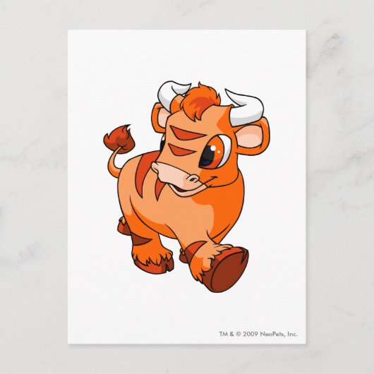 Kau Sinaasappel Briefkaart (Voorkant)