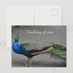 Kauai Hawaï Pauw Briefkaart
