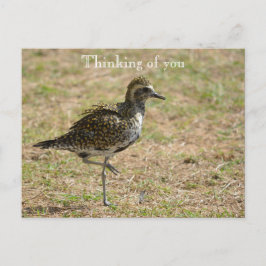 Kauai Hawaii Bird on Grass Denken aan jou Briefkaart