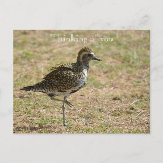 Kauai Hawaii Bird on Grass Denken aan jou Briefkaart (Voorkant)