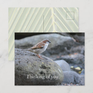 Kauai Hawaii Bird on Rocks Denken aan jou Briefkaart