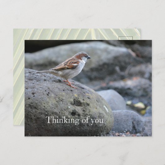 Kauai Hawaii Bird on Rocks Denken aan jou Briefkaart (Voorkant / Achterkant)