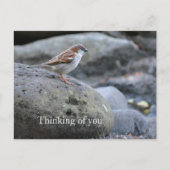 Kauai Hawaii Bird on Rocks Denken aan jou Briefkaart (Voorkant)